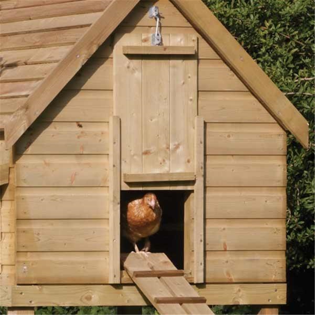 Can You Use Pressure Treated Lumber For A Chicken Coop at Taina Jones blog