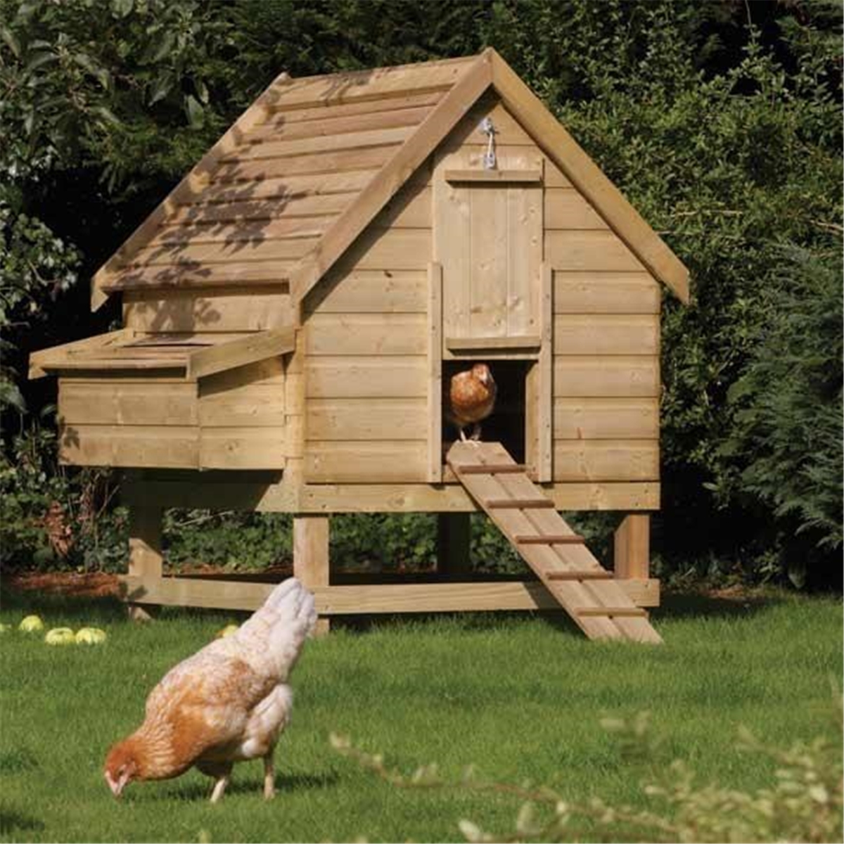 Pressure Treated Chicken Coop - Houses 6 Chickens | ShedsFirst