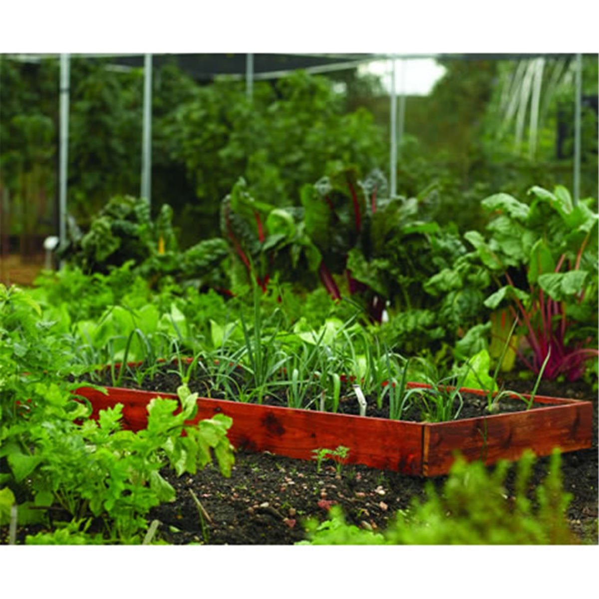 Vegetable Box ShedsFirst